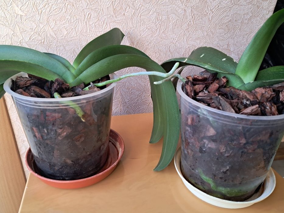 Орхідеї домашні продам