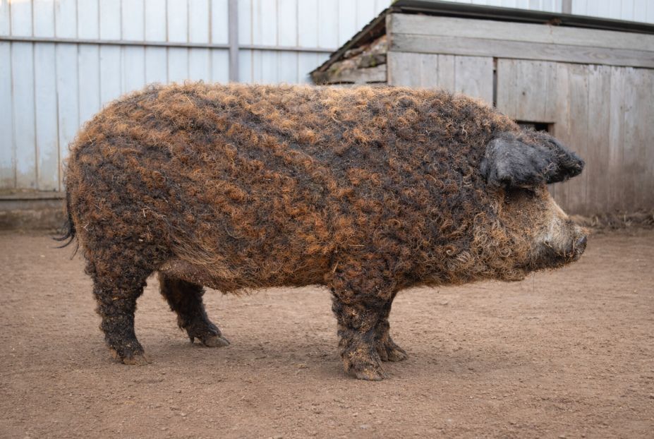 Перспективний молодий кнур Рудої Угорської Мангалиці на плем'я (10 міс