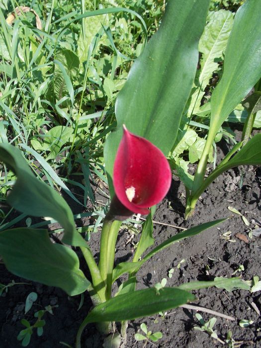 Калла  клубнева.