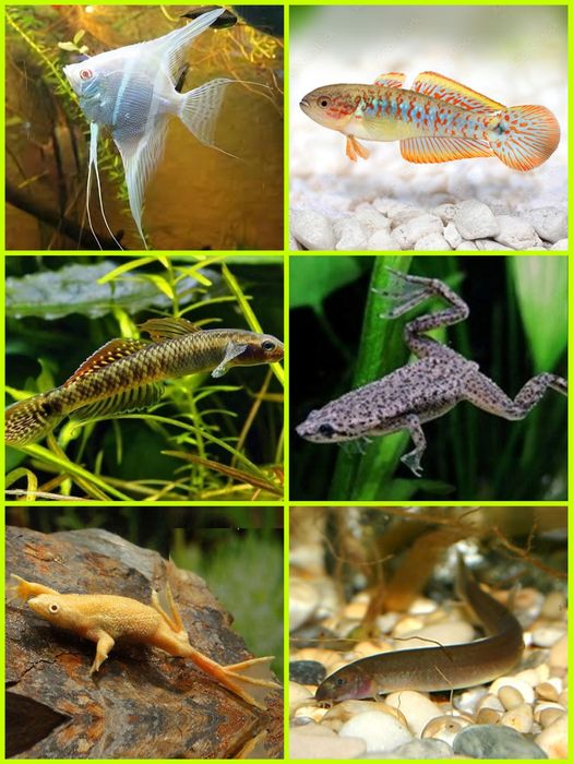 Aquasousa.com - Tetras, Guppys, Corydoras, Neons e muito muito mais...