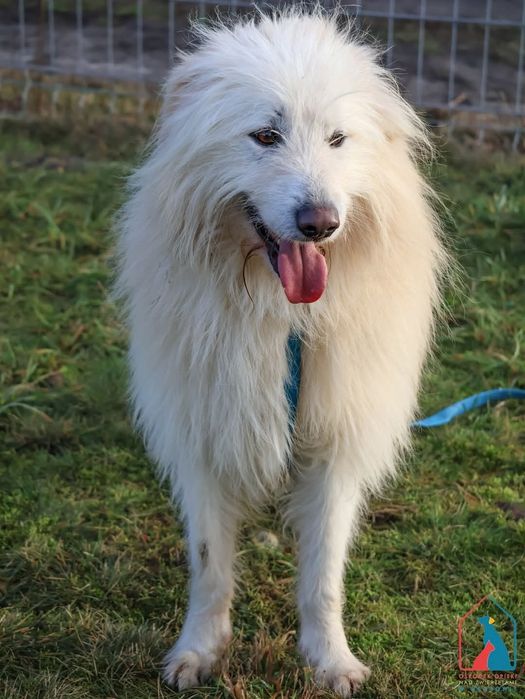 Malvin 257/24 - SZUKA DOMU!