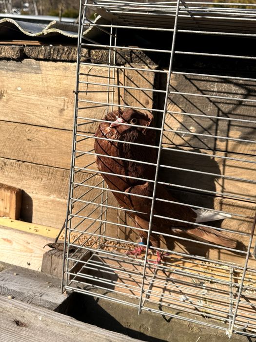 Garłacz górnośląski