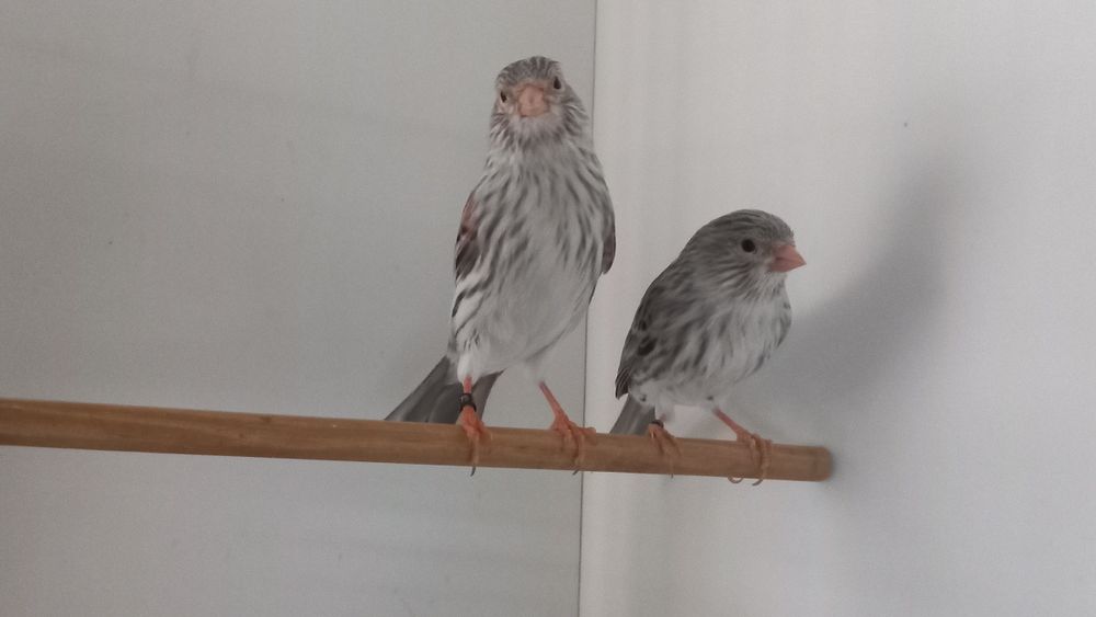 Canários Ágatas vermelho mosaico e Ágata opala vermelho mosaico