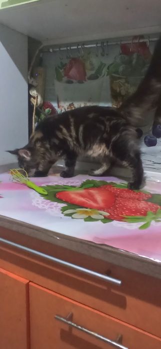 Котёнок Мэйн Куна