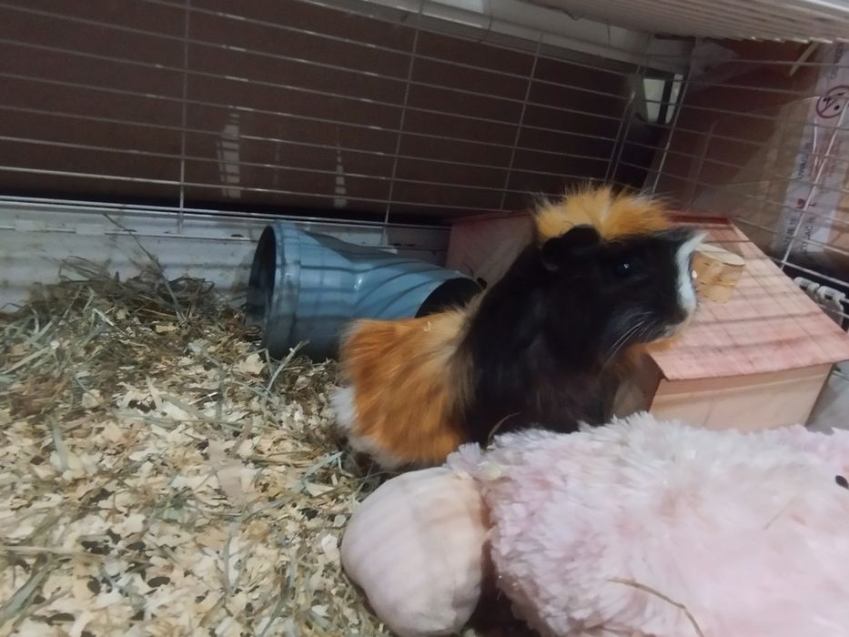 Świnki morskie z klatką