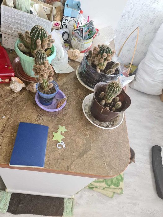 Комнатные растения меняю на еду или продам