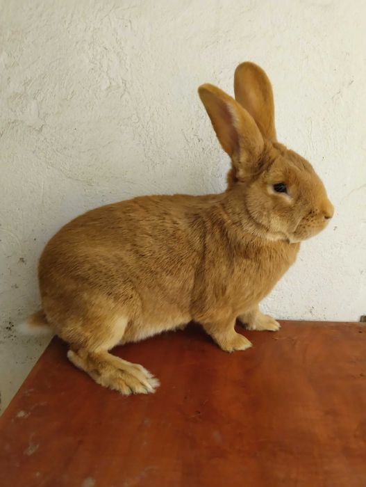 Króliki Burgundzkie Samiec Kozia Wieś • OLX.pl