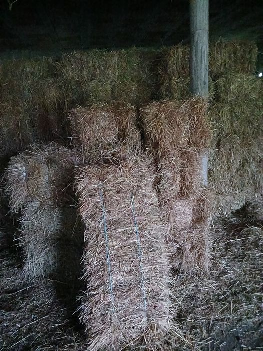 Vendo fardos de feno de azevem e bravo