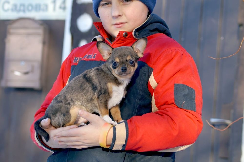 Чихуахуа мальчик с документами