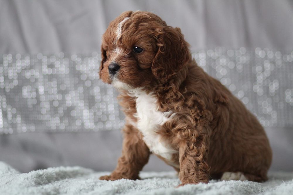*** Śliczny Cavapoo"*