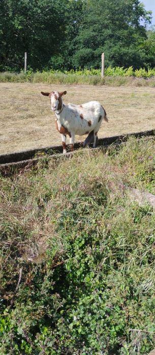Troco cabras por ovelhas