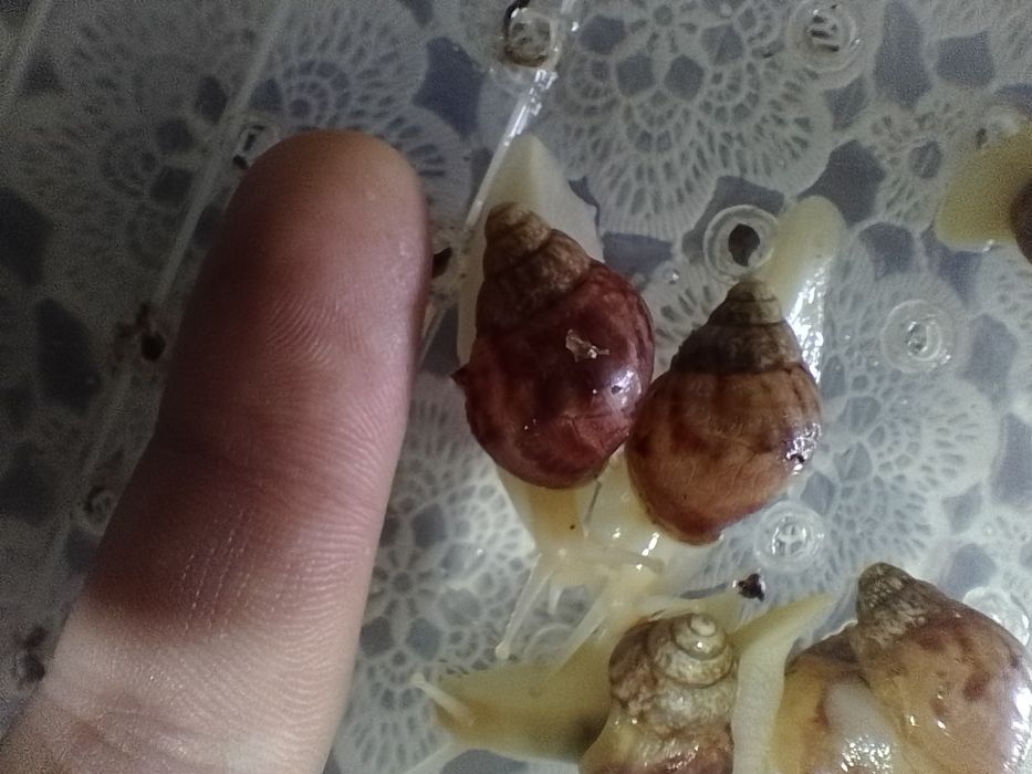 Улитки Ахатины 1шт-30грн