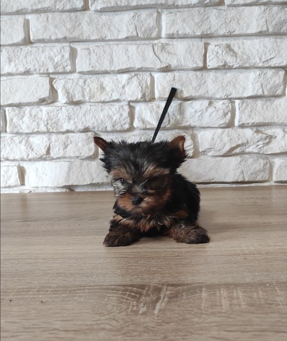 Yorkshire terrier