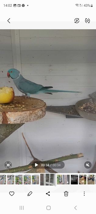 Papugi Aleksandretty obrożne