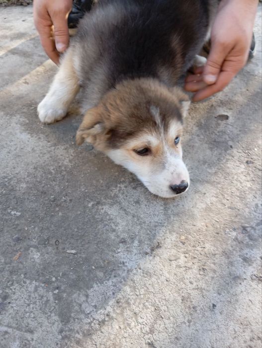 Красива дівчинка шукає дім та люблячу родину