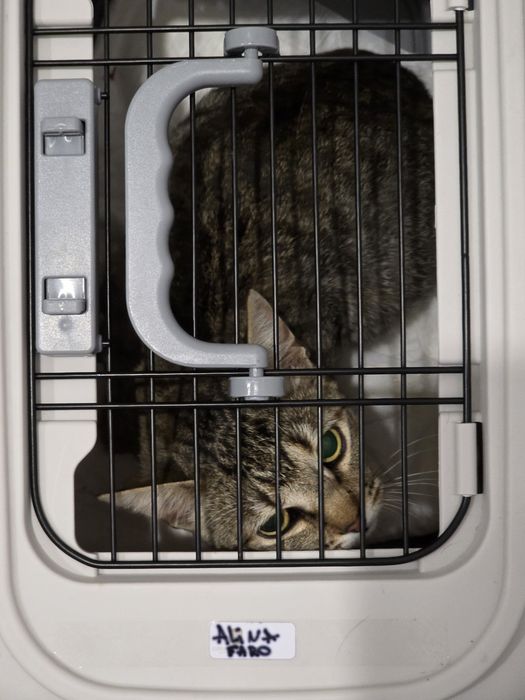 Gatinhos  para adoção