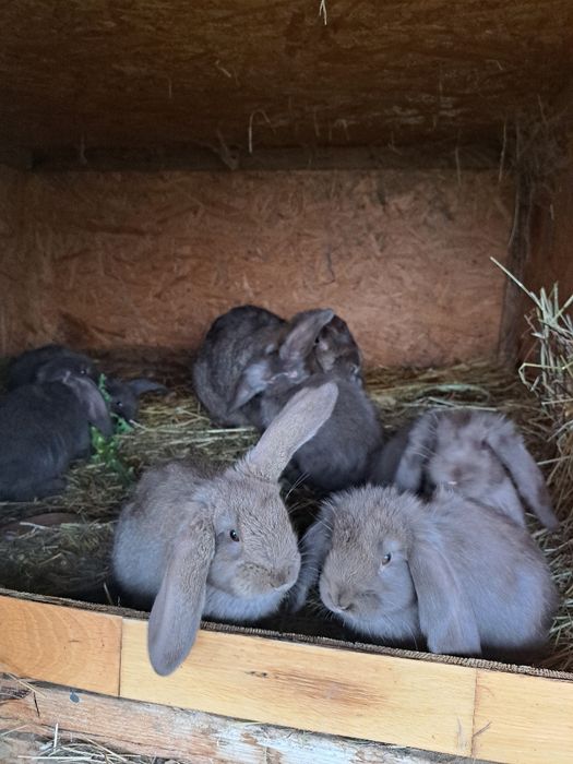 Baran francuski sprzedam