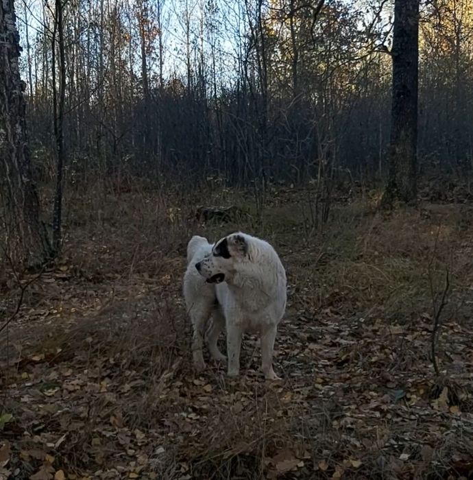 Алабай кабель вязка