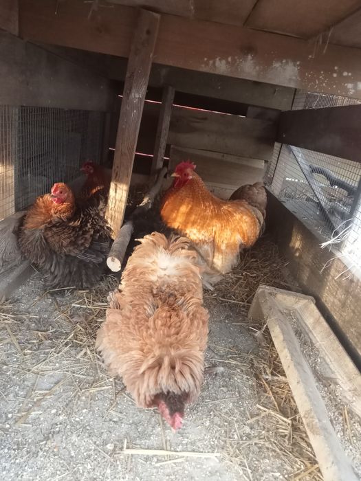 Jaja lęgowe karzełek kochin Brahma silki