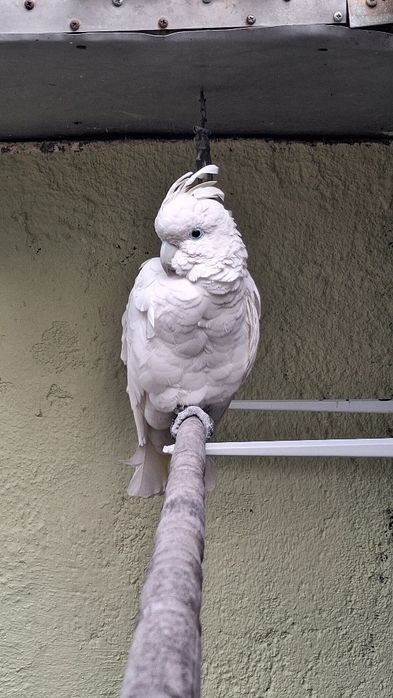 Catatua duporpsoi