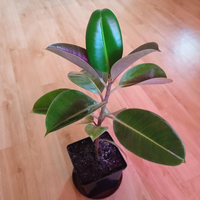 Продам фікуси три сорта.