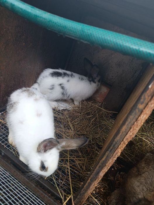 Продаються кролі