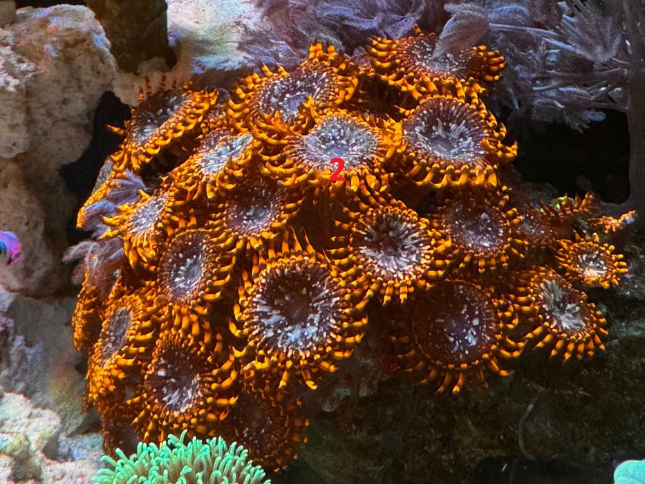 Korale Zoanthus Zoa - Akwarium morskie
