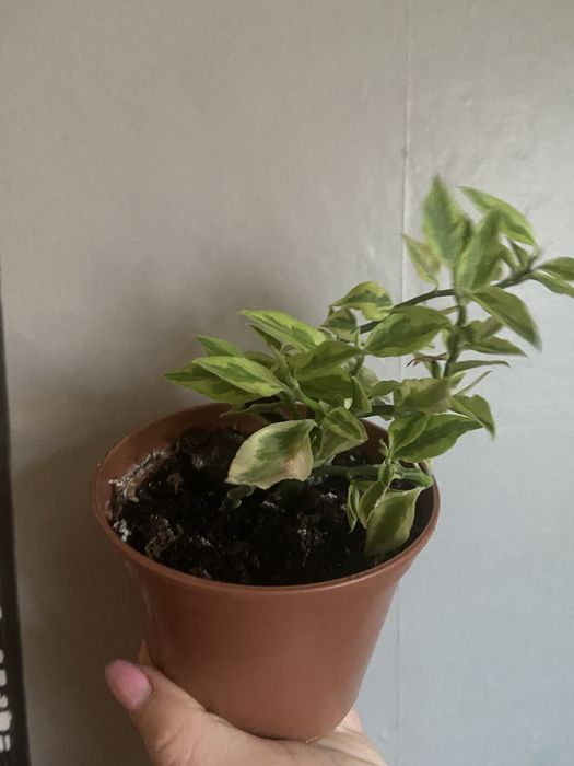 Педилантус титималовидний, приваблива рослина  30 см