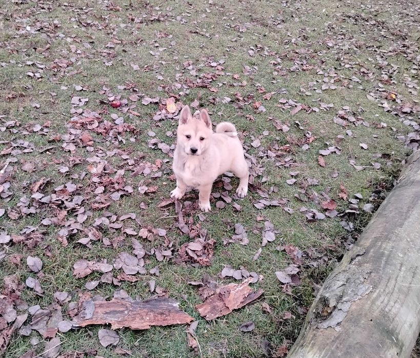 Łajka zachodniosyberyjska szczeniak