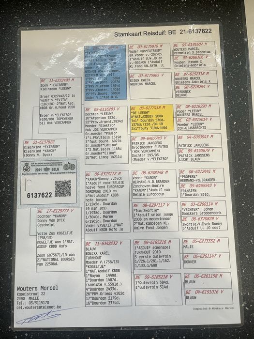 Gołąb  pocztowy samiec