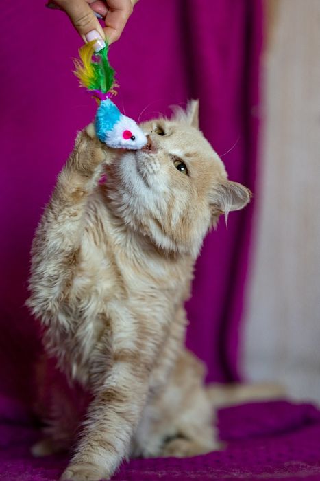 Котик Сантьяго ждёт тебя