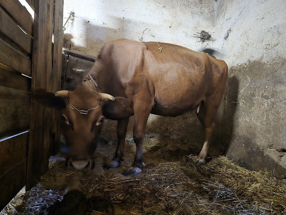 Sprzedam krowe zacieloną