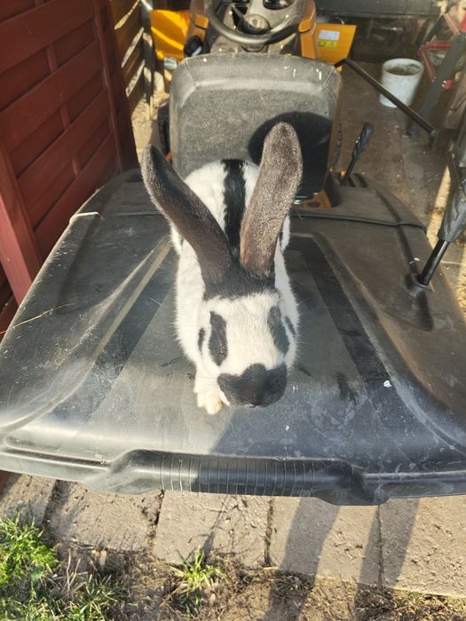 Samiec olbrzym srokacz niemiecki