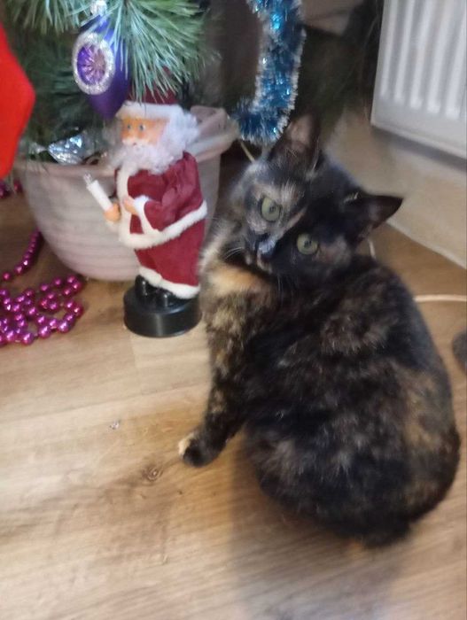 Кошеня, Мила киця черепахового окрасу