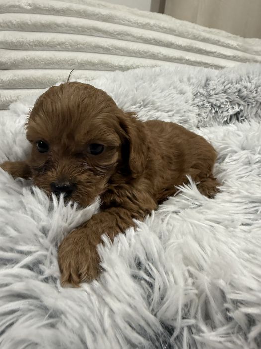 Maltipoo, pudel toy, maltańczyk