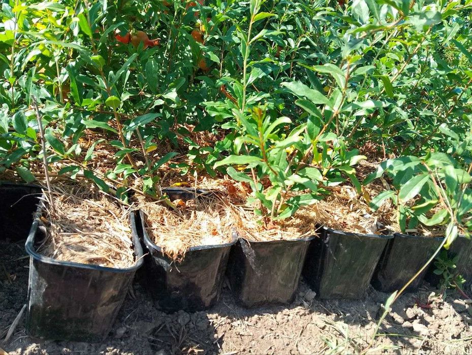 Саджанці граната  Гюлоша