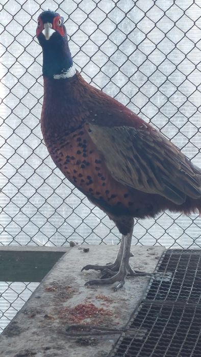 Bażant polny, kogut