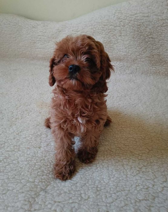 Cavapoo śliczna suczka