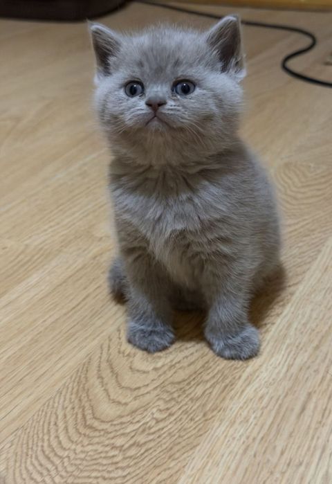 Шотландське кошенятко