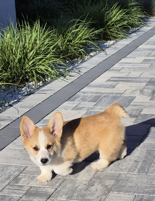 Welsh Corgi Pembroke suczka FCI