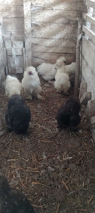 Kura kogut silka silki kura jedwabista