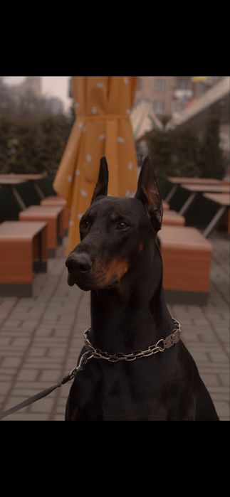 Доберман для вязки