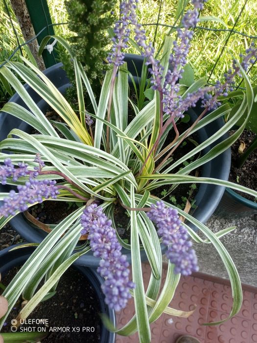 Plantas Liriope Moneymaker