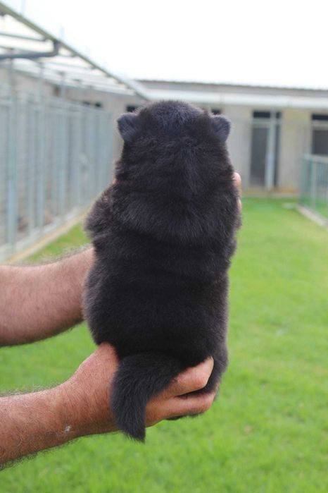 Cachorro Chow-Chow com LOP