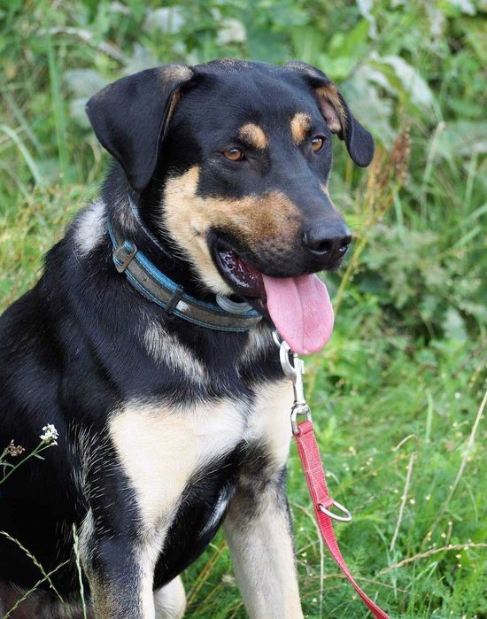 Misza szuka swojego miejsca na ziemi :)