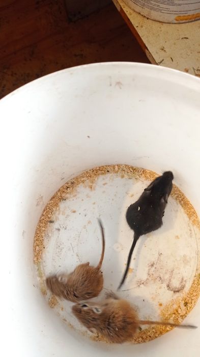 Піщані мишки,гризуни