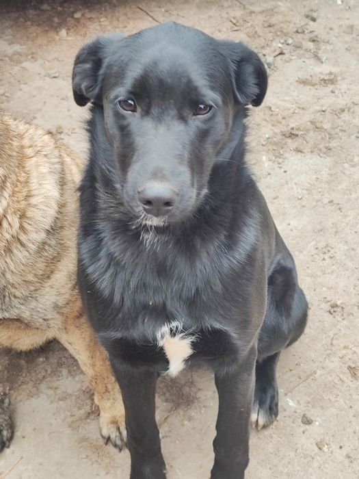 Собака девочка стерильная ищет семью