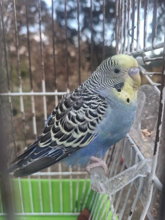Vendo piriquitos australianos - azul