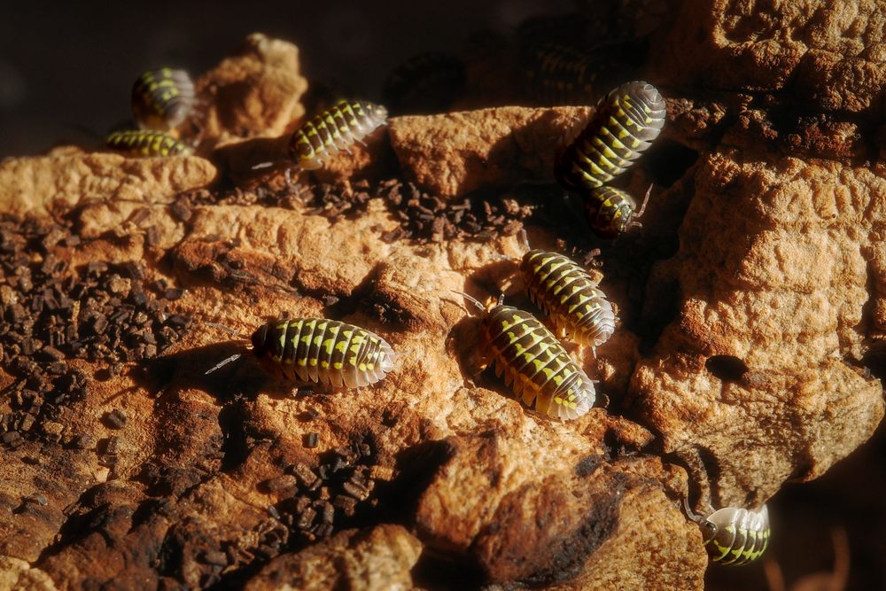 Isopody Armadillidium Gestroi - 13 sztuk