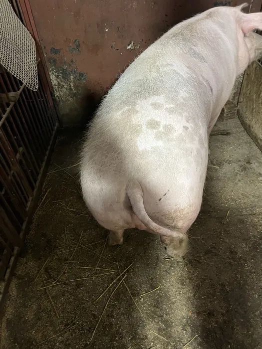 продажться свиня !!